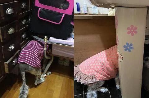 大狗最新爆料图片视频,独家图片视频揭秘幕后真相